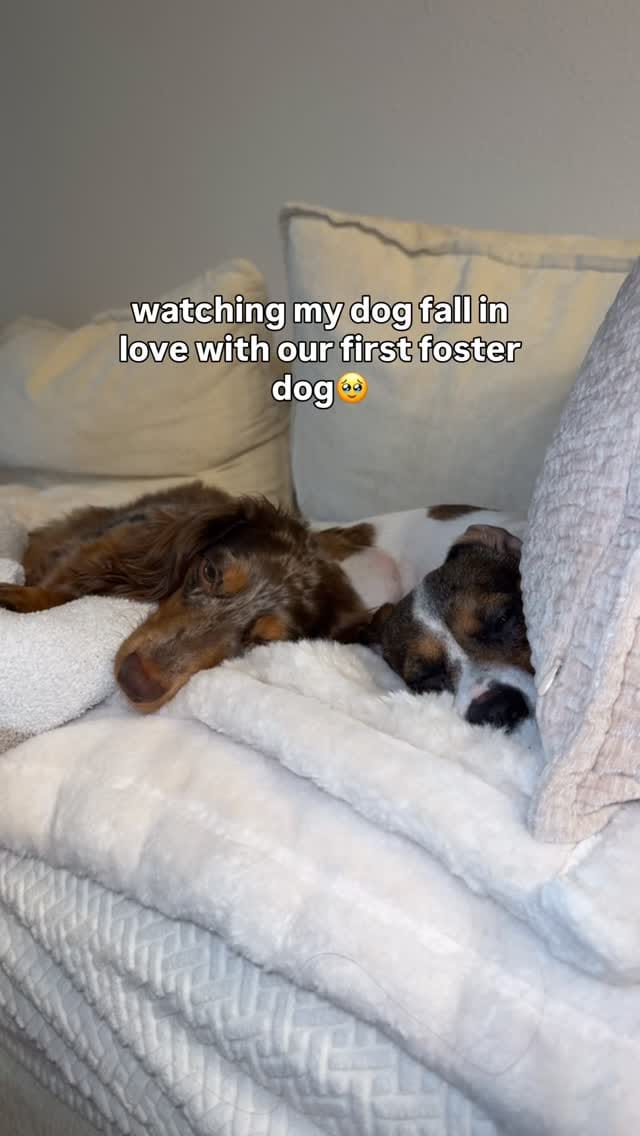 Post 3 by Christine Park & Ollie🐶 on Instagram (video)