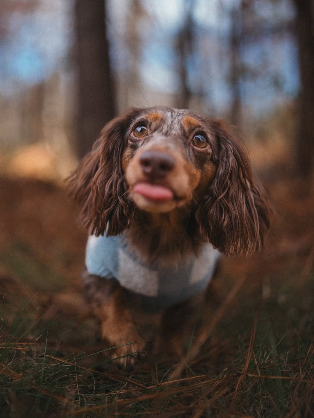 Post 9 by Christine Park & Ollie🐶 on Instagram (carousel)