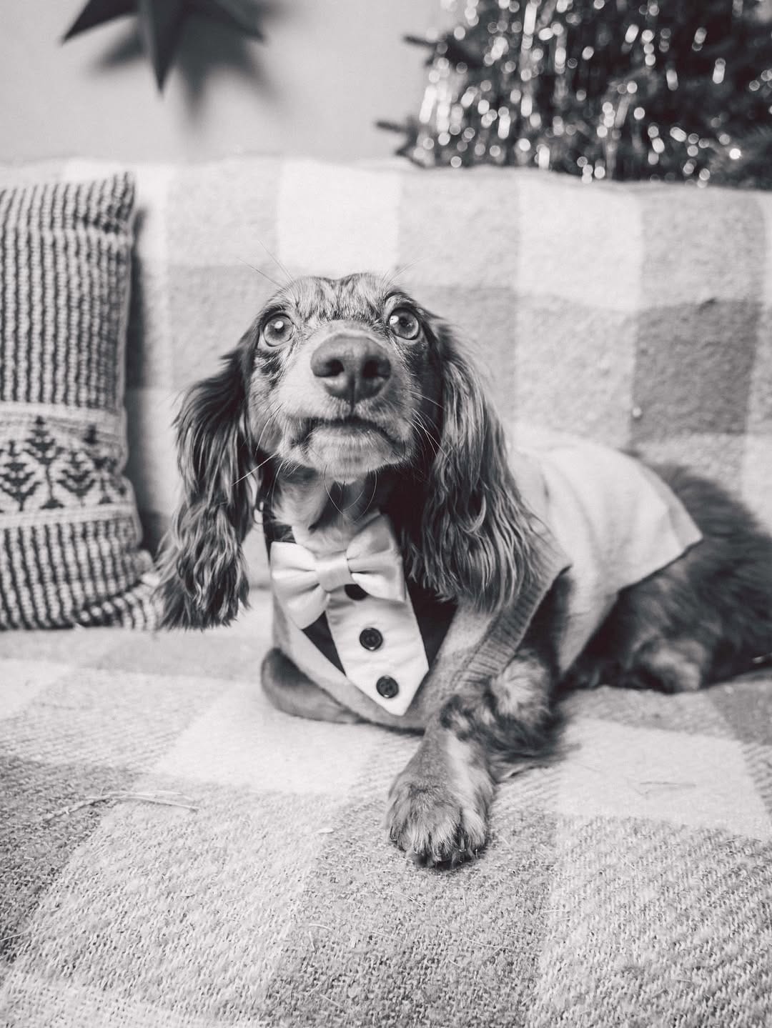 Post 7 by Christine Park & Ollie🐶 on Instagram (carousel)