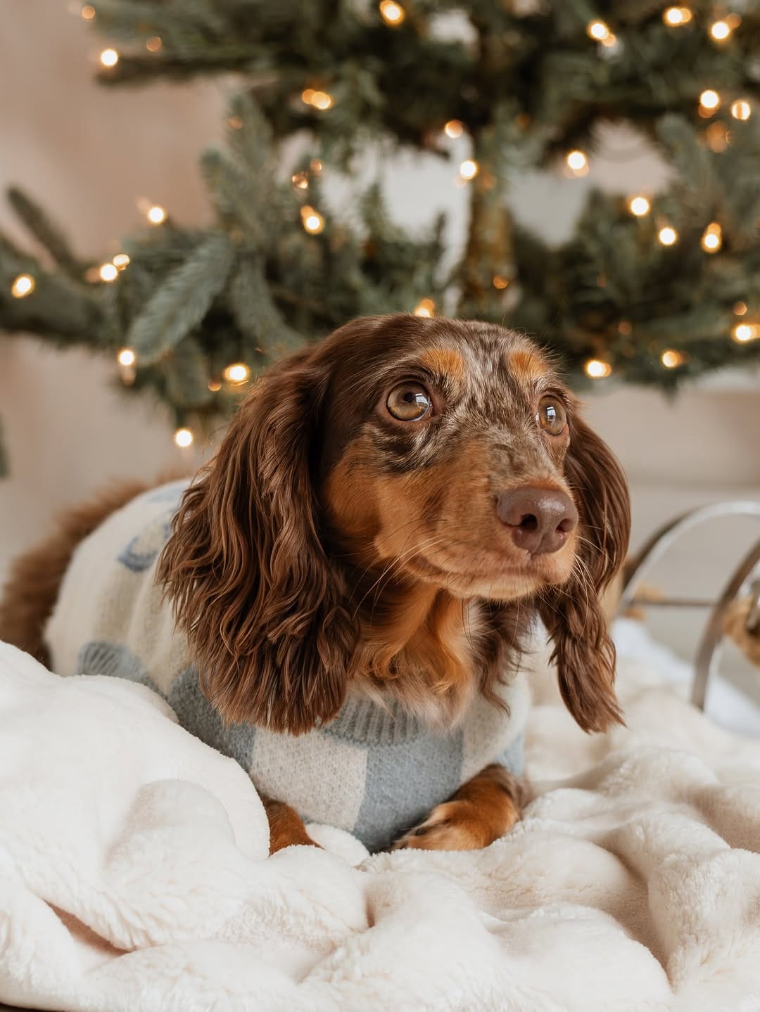 Post 8 by Christine Park & Ollie🐶 on Instagram (carousel)