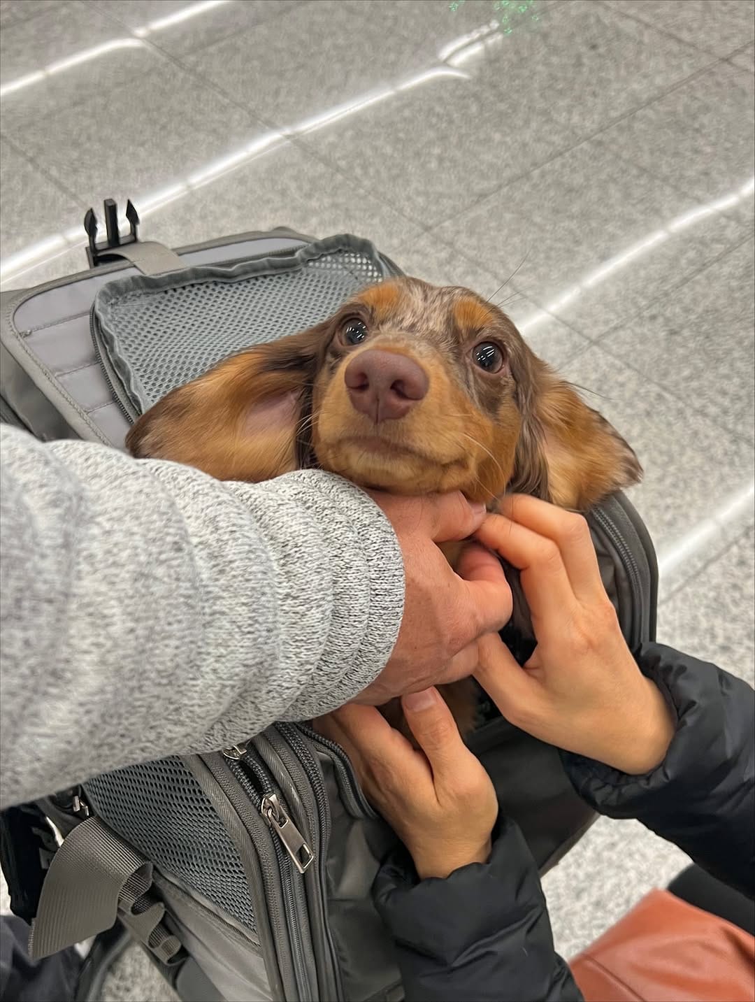 Post 10 by Christine Park & Ollie🐶 on Instagram (carousel)