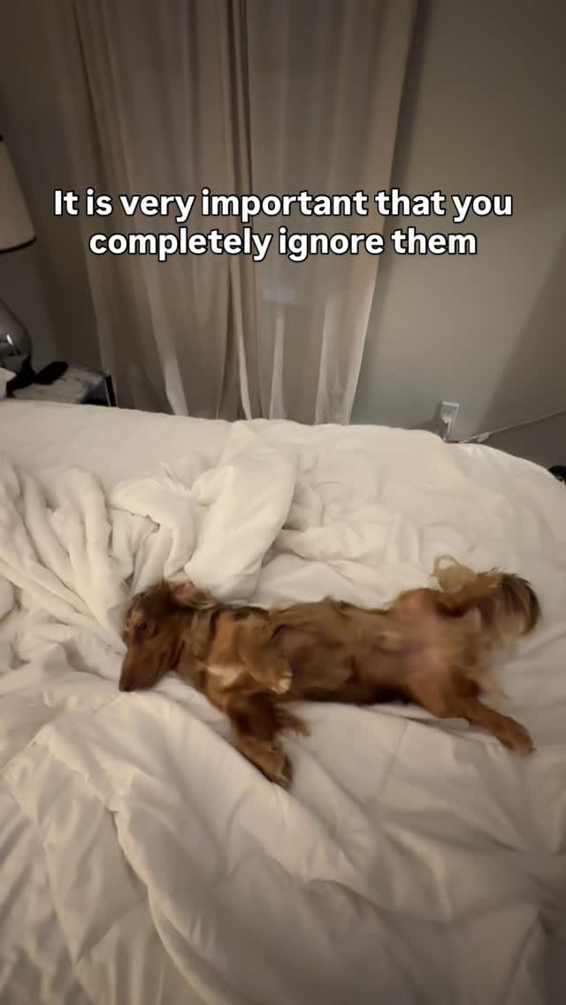 Post 2 by Turbo - The Traveling Wiener Dog 🌭✈️ on Instagram (video)