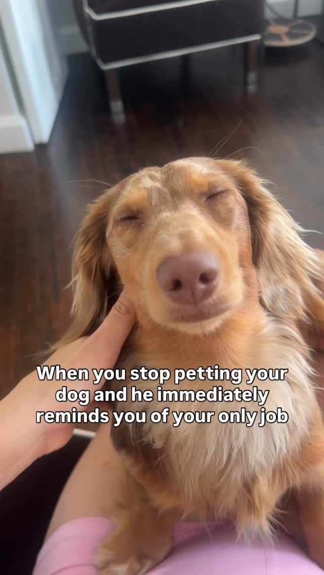 Post 1 by Turbo - The Traveling Wiener Dog 🌭✈️ on Instagram (video)