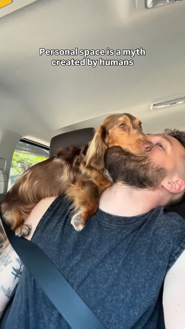 Post 3 by Turbo - The Traveling Wiener Dog 🌭✈️ on Instagram (video)