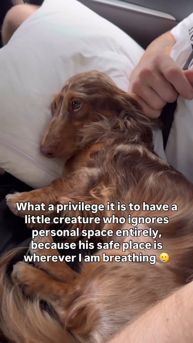 Post 4 by Turbo - The Traveling Wiener Dog 🌭✈️ on Instagram (video)