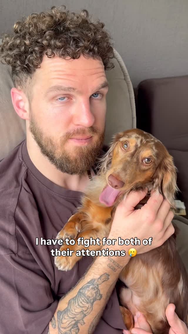 Post 5 by Turbo - The Traveling Wiener Dog 🌭✈️ on Instagram (video)