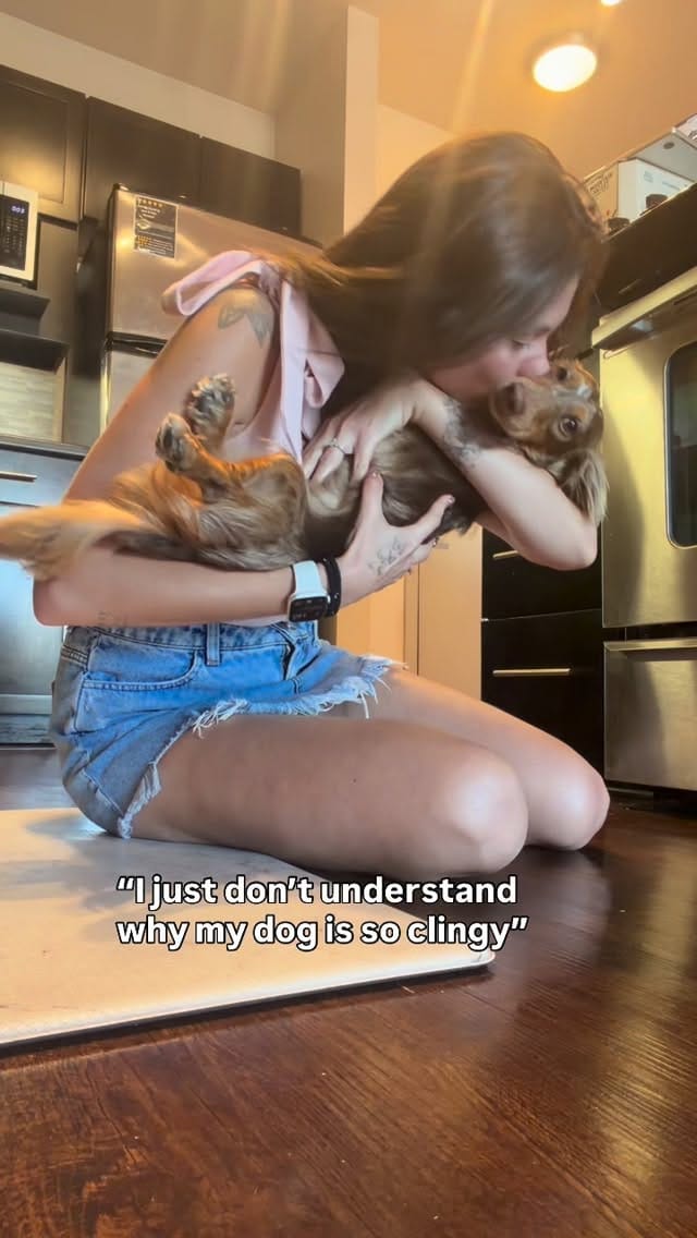 Post 6 by Turbo - The Traveling Wiener Dog 🌭✈️ on Instagram (video)