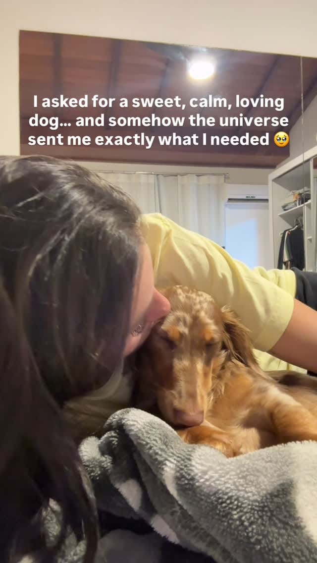Post 7 by Turbo - The Traveling Wiener Dog 🌭✈️ on Instagram (video)