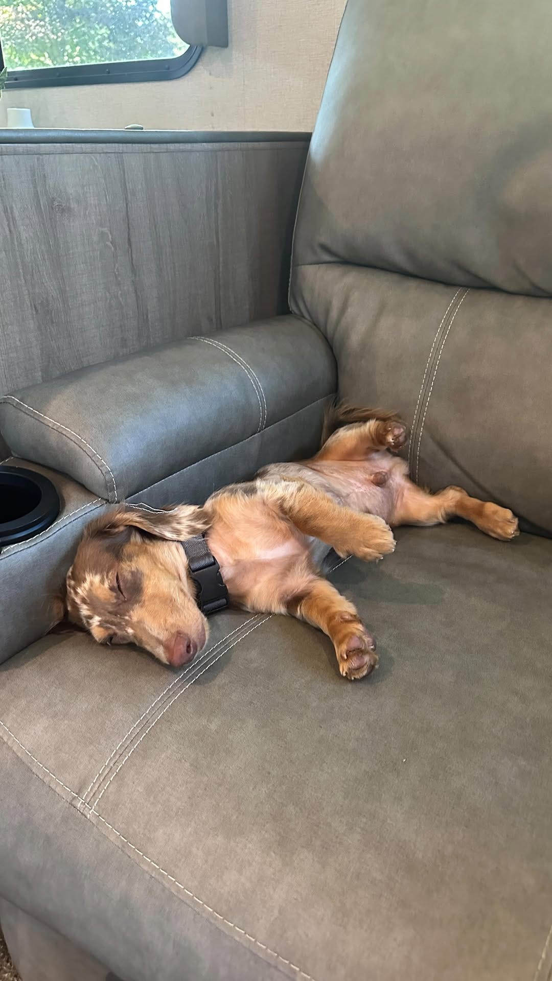 Post 8 by Turbo - The Traveling Wiener Dog 🌭✈️ on Instagram (video)