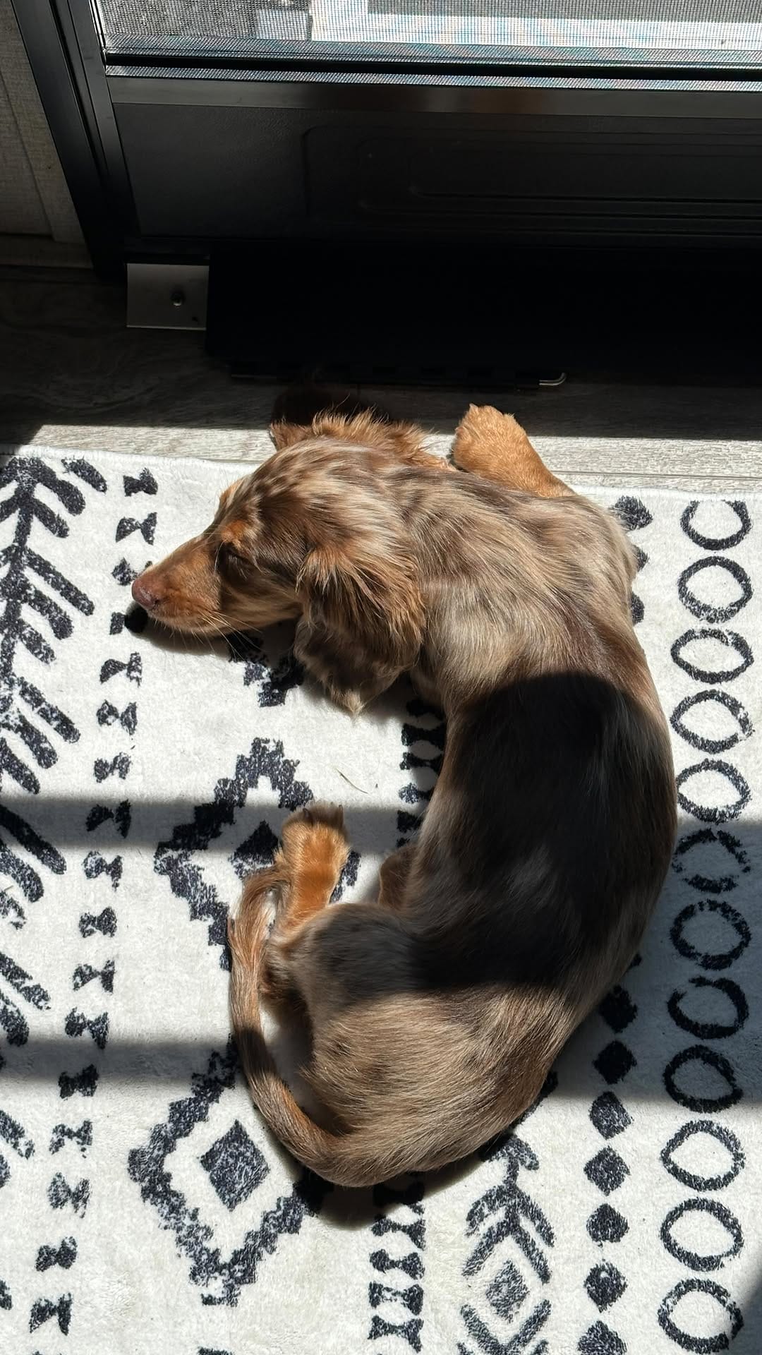 Post 9 by Turbo - The Traveling Wiener Dog 🌭✈️ on Instagram (video)