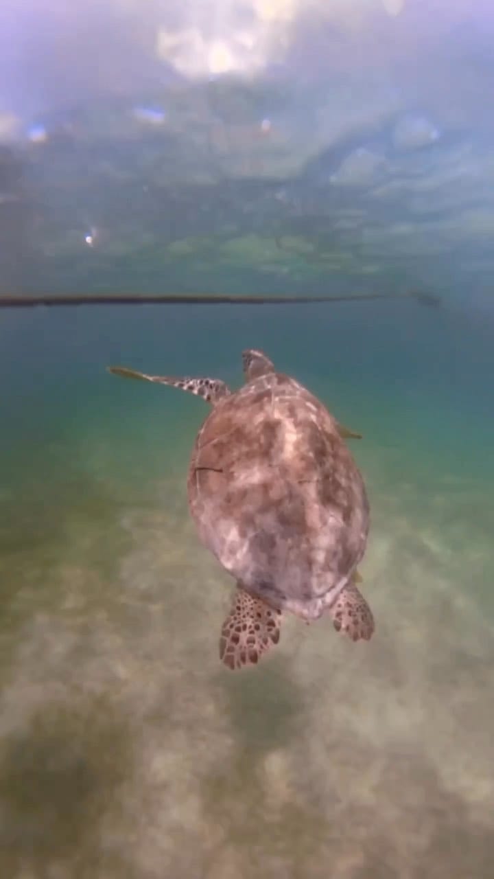 Post 7 by Michelle | Solo Travel on Instagram (video)
