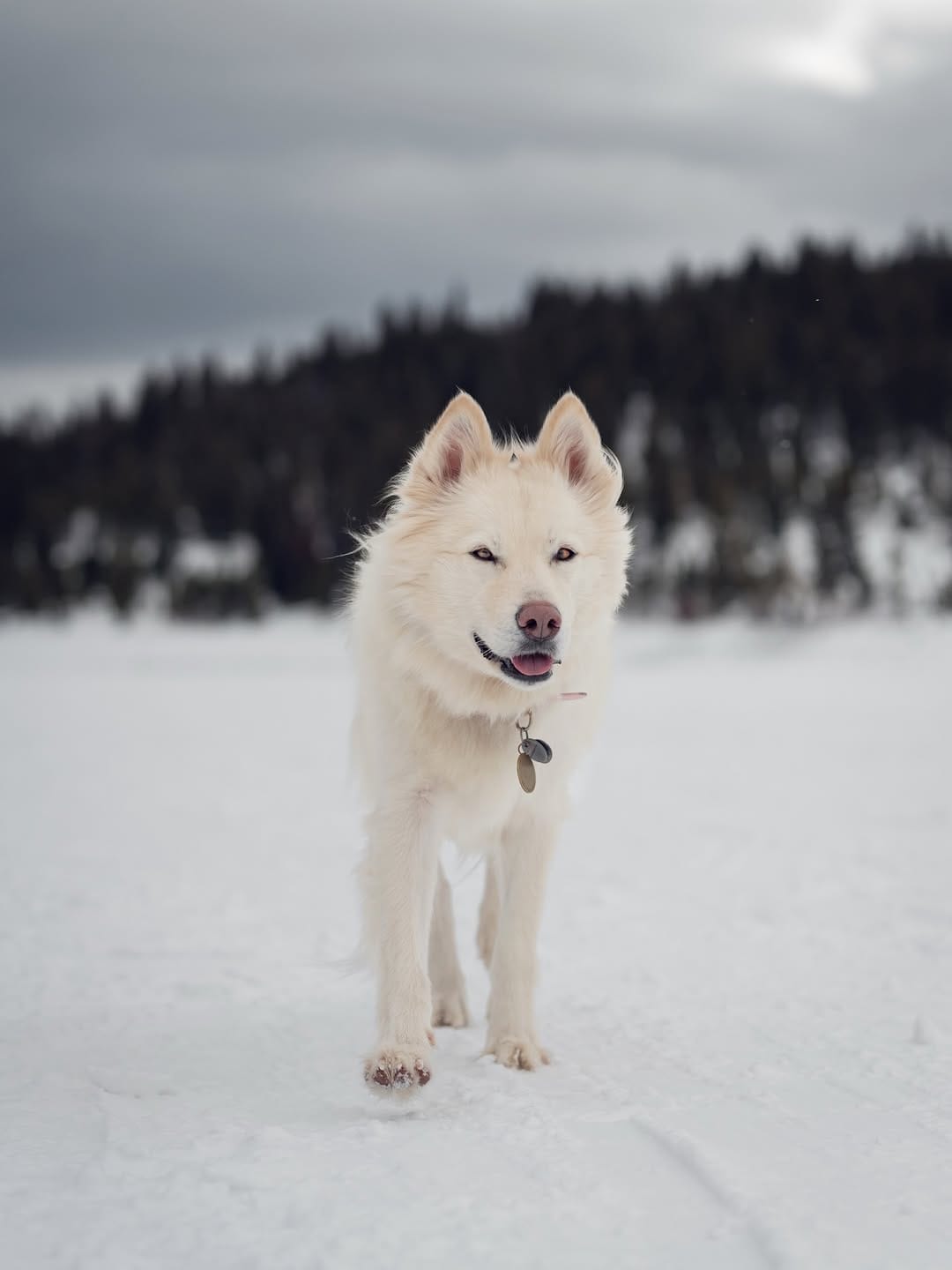 Post 7 by Kylee, Choji, and Nymeria on Instagram (carousel)