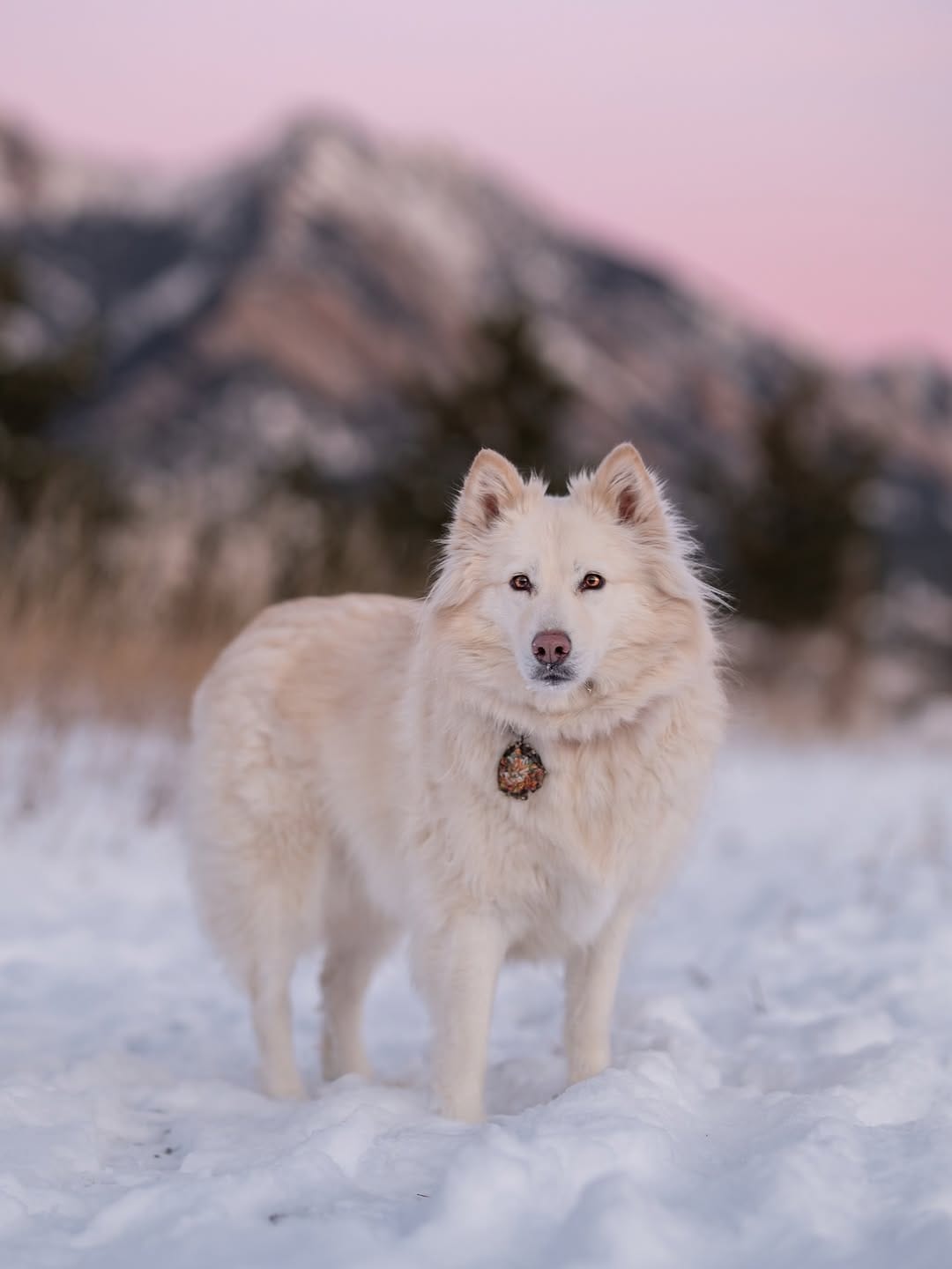 Post 2 by Kylee, Choji, and Nymeria on Instagram (image)
