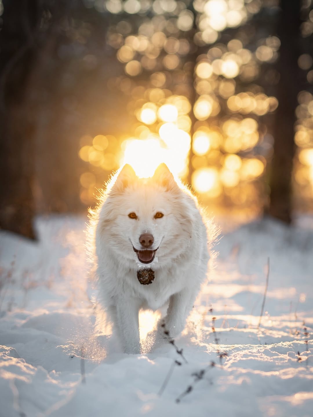 Post 4 by Kylee, Choji, and Nymeria on Instagram (image)