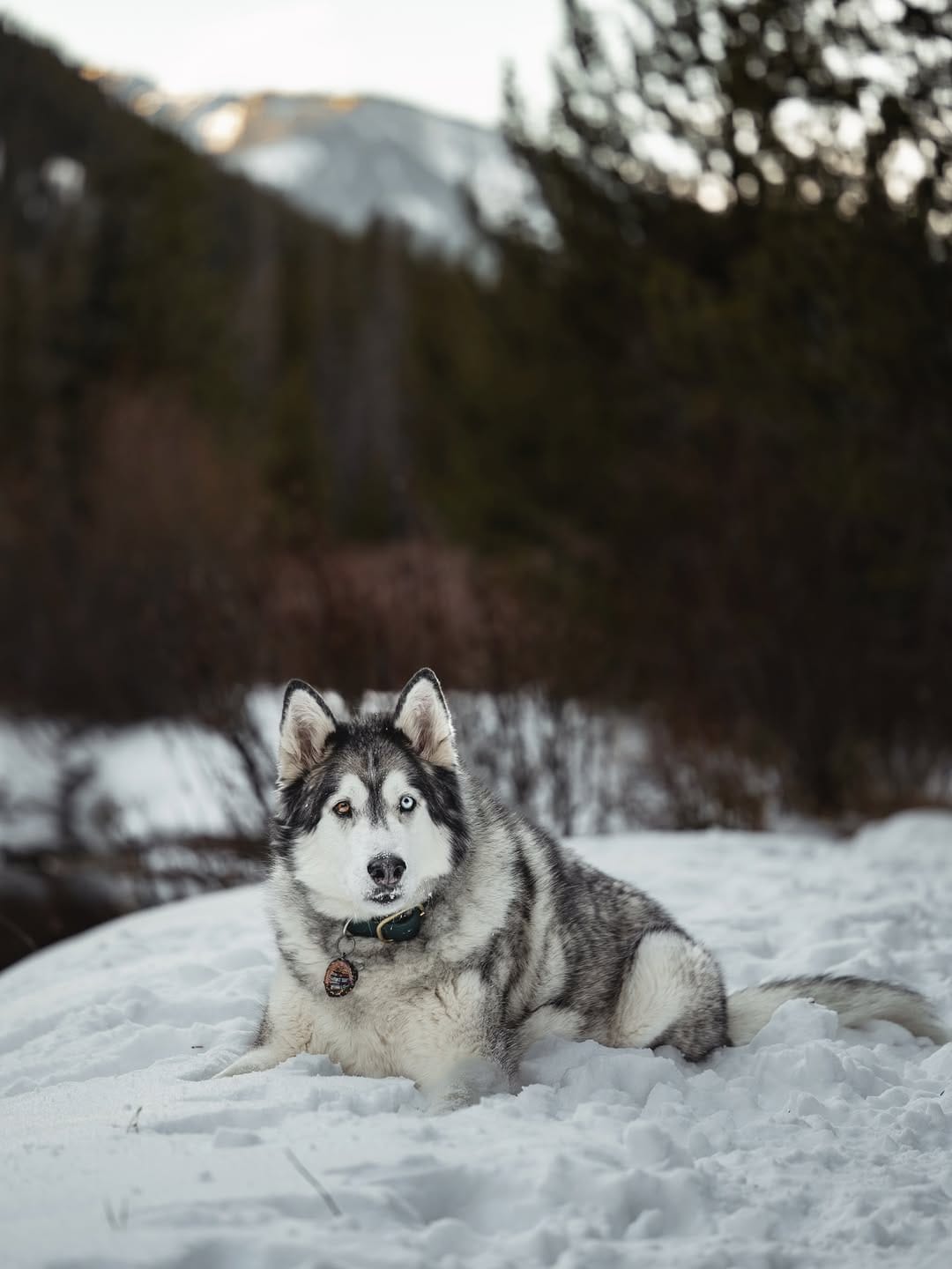Post 3 by Kylee, Choji, and Nymeria on Instagram (image)