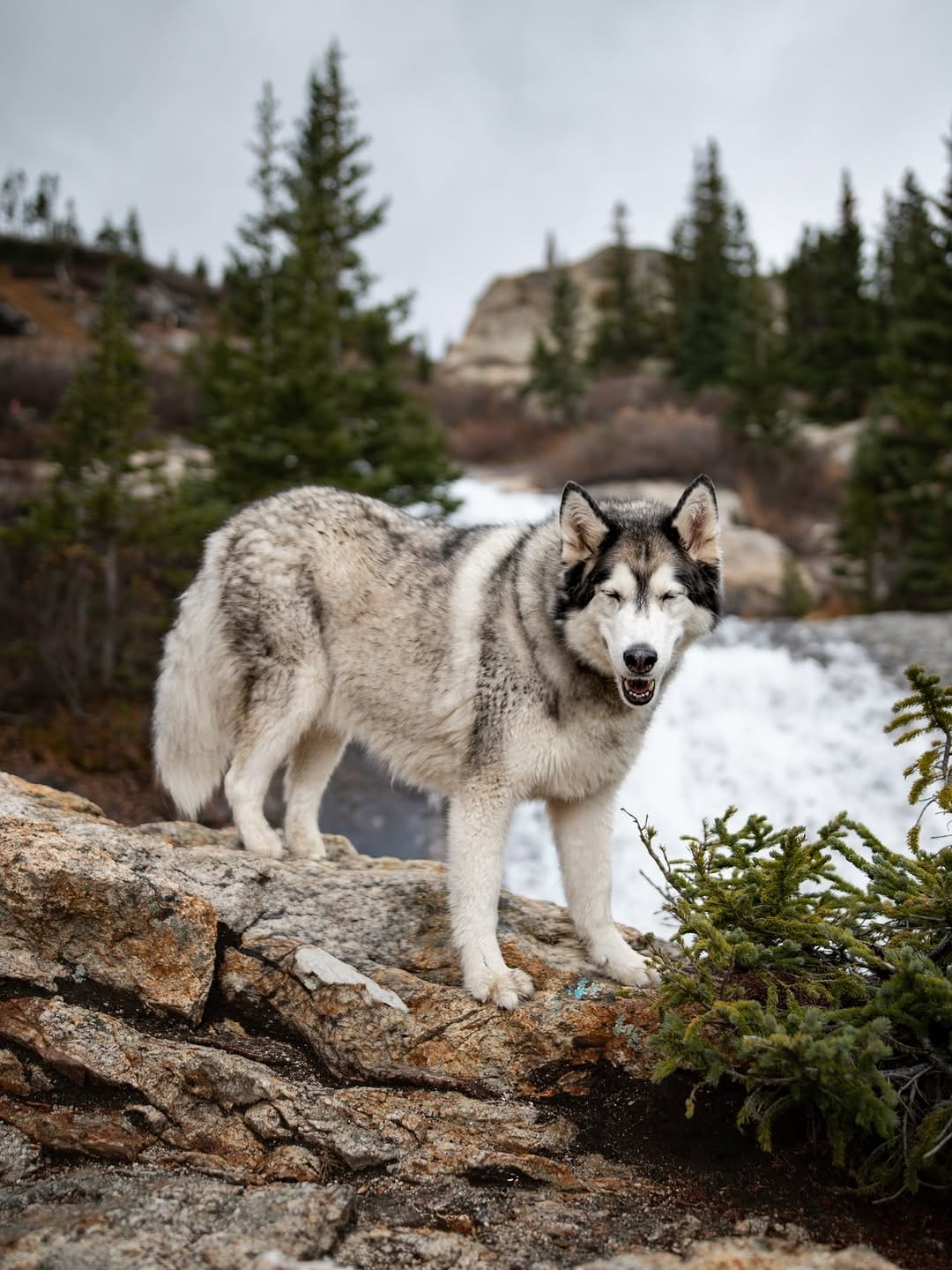 Post 6 by Kylee, Choji, and Nymeria on Instagram (image)