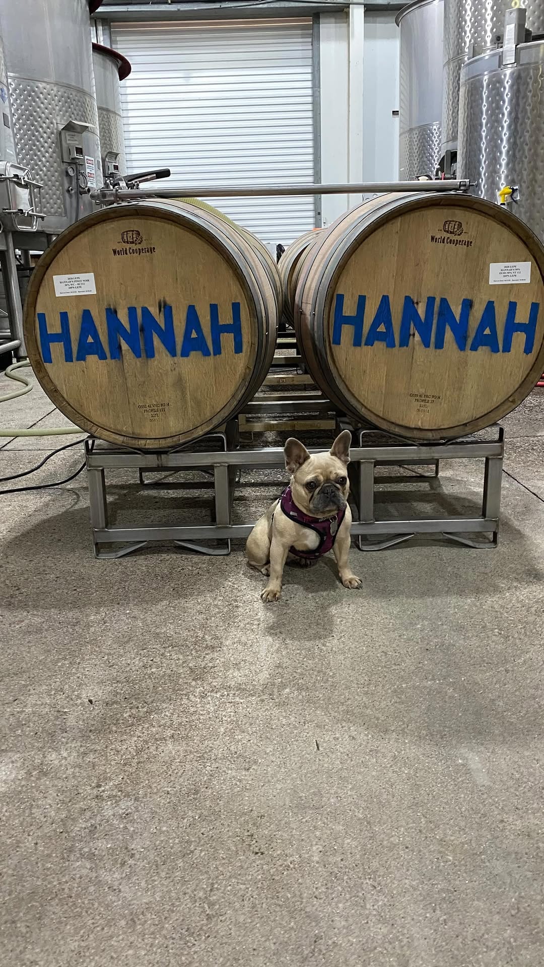 Post 7 by Hannah | Wine Marketing with Adventure on Instagram (video)