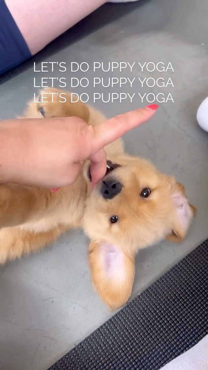 Post 1 by Enzo 🐶 + Ellie 👩🏻 on Instagram (video)