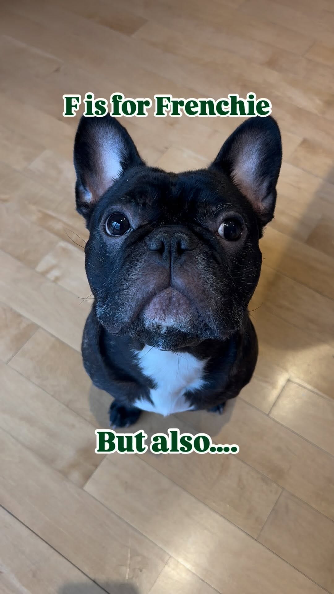 Post 8 by Enzo 🐶 + Ellie 👩🏻 on Instagram (video)