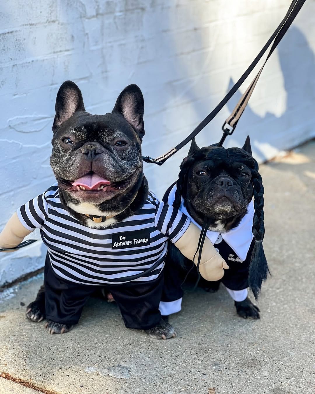 Post 10 by Enzo 🐶 + Ellie 👩🏻 on Instagram (image)