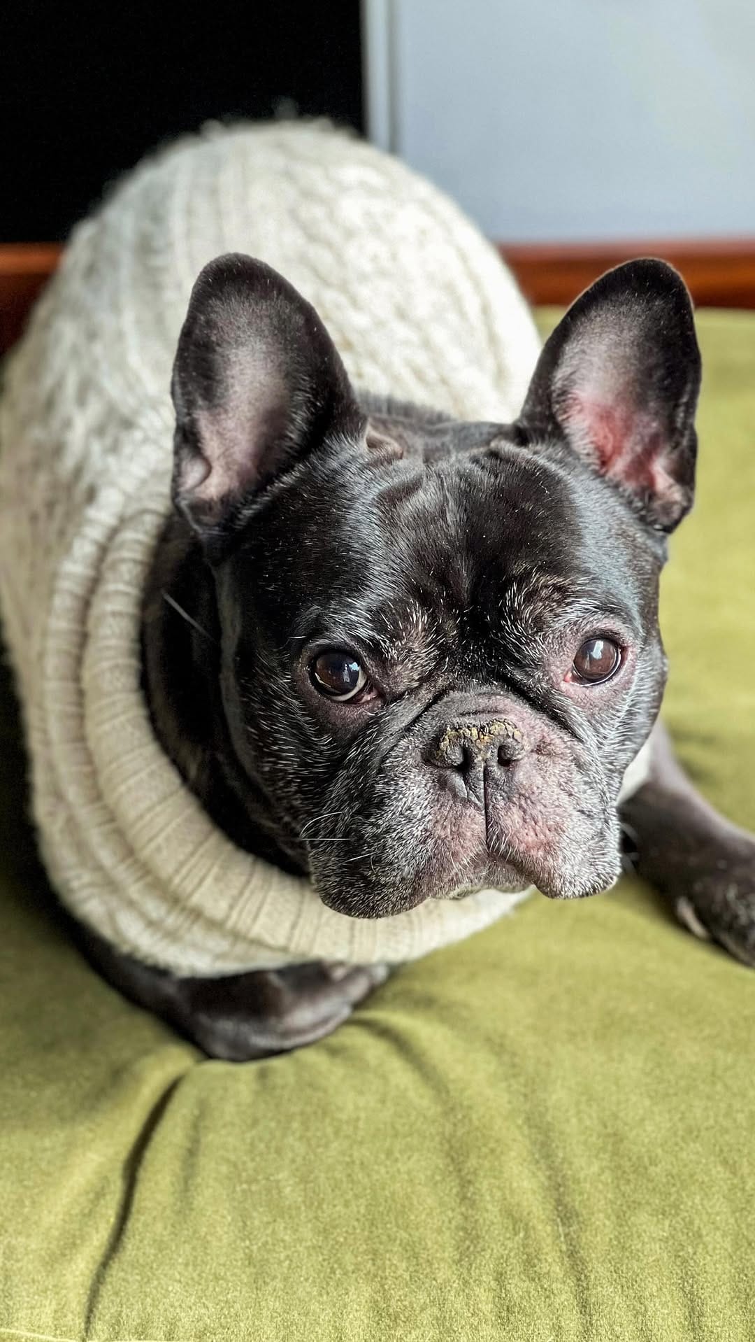 Post 7 by Enzo 🐶 + Ellie 👩🏻 on Instagram (video)