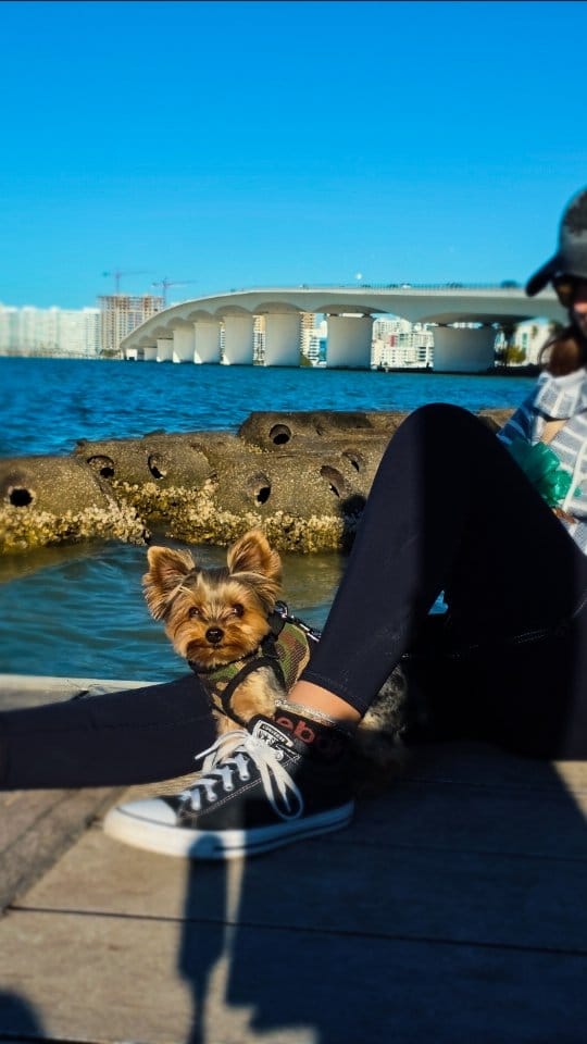 Post 4 by Shakti | Florida Travel Guide 🌞 🌎 on Instagram (video)