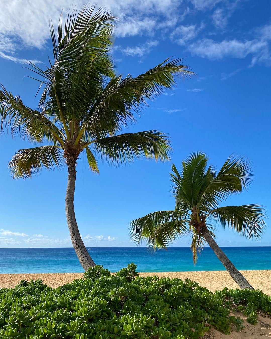 Post 5 by Coco - Hawaii on Instagram (image)