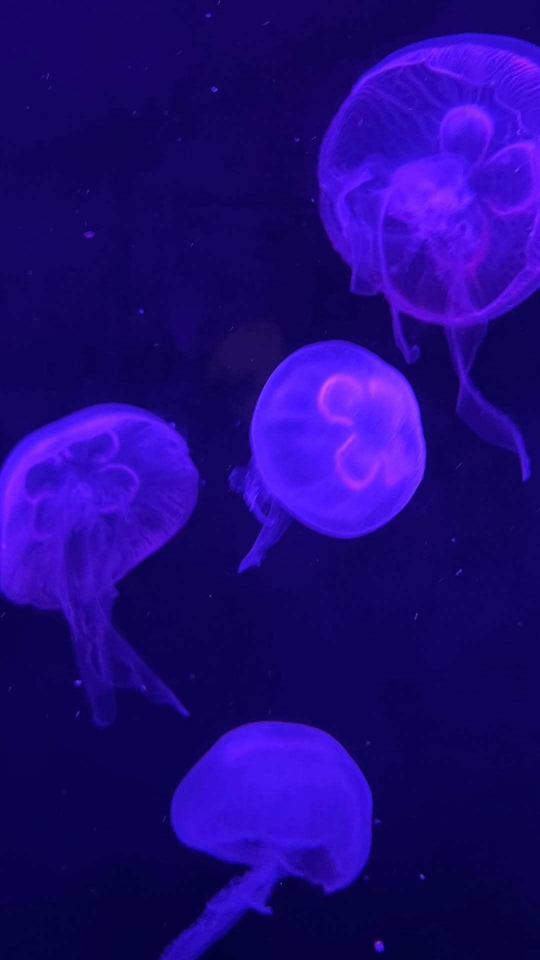 Post 6 by Amanda Torres 🧿 on Instagram (video)