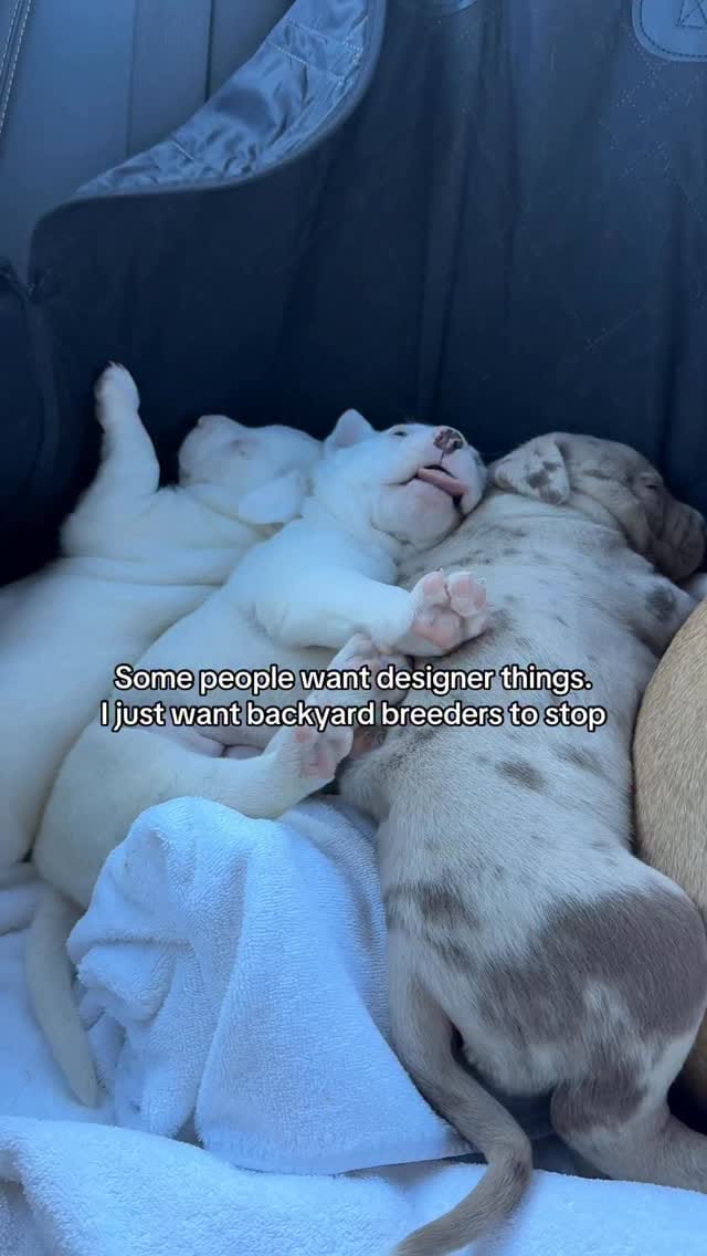Post 1 by Alisha + Duke & Family on Instagram (video)