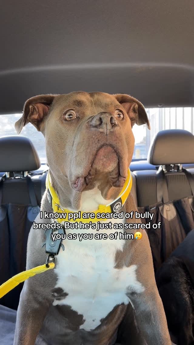 Post 4 by Alisha + Duke & Family on Instagram (video)