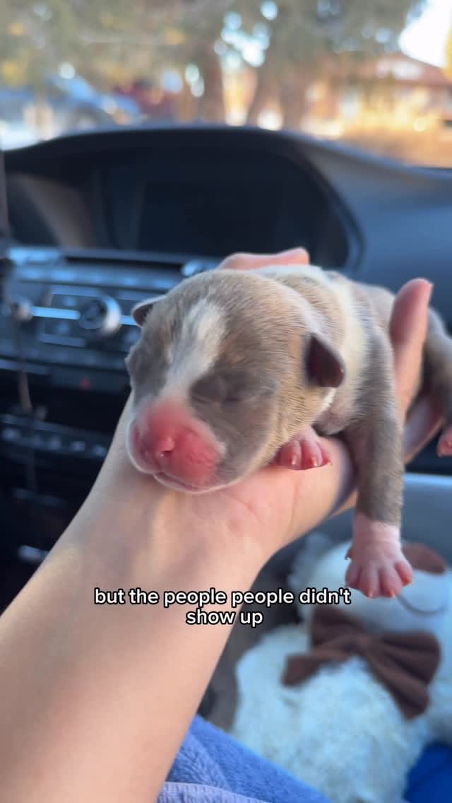 Post 7 by Alisha + Duke & Family on Instagram (video)