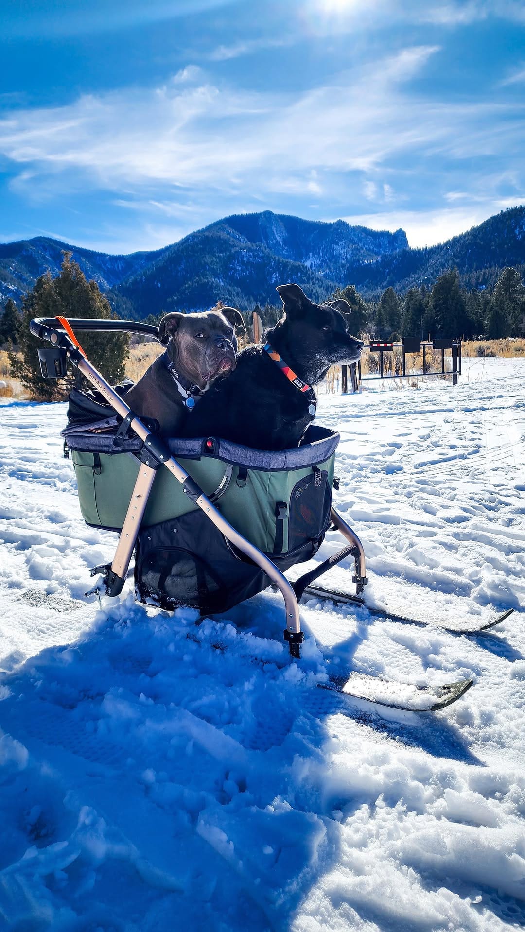 Post 9 by Alisha + Duke & Family on Instagram (video)
