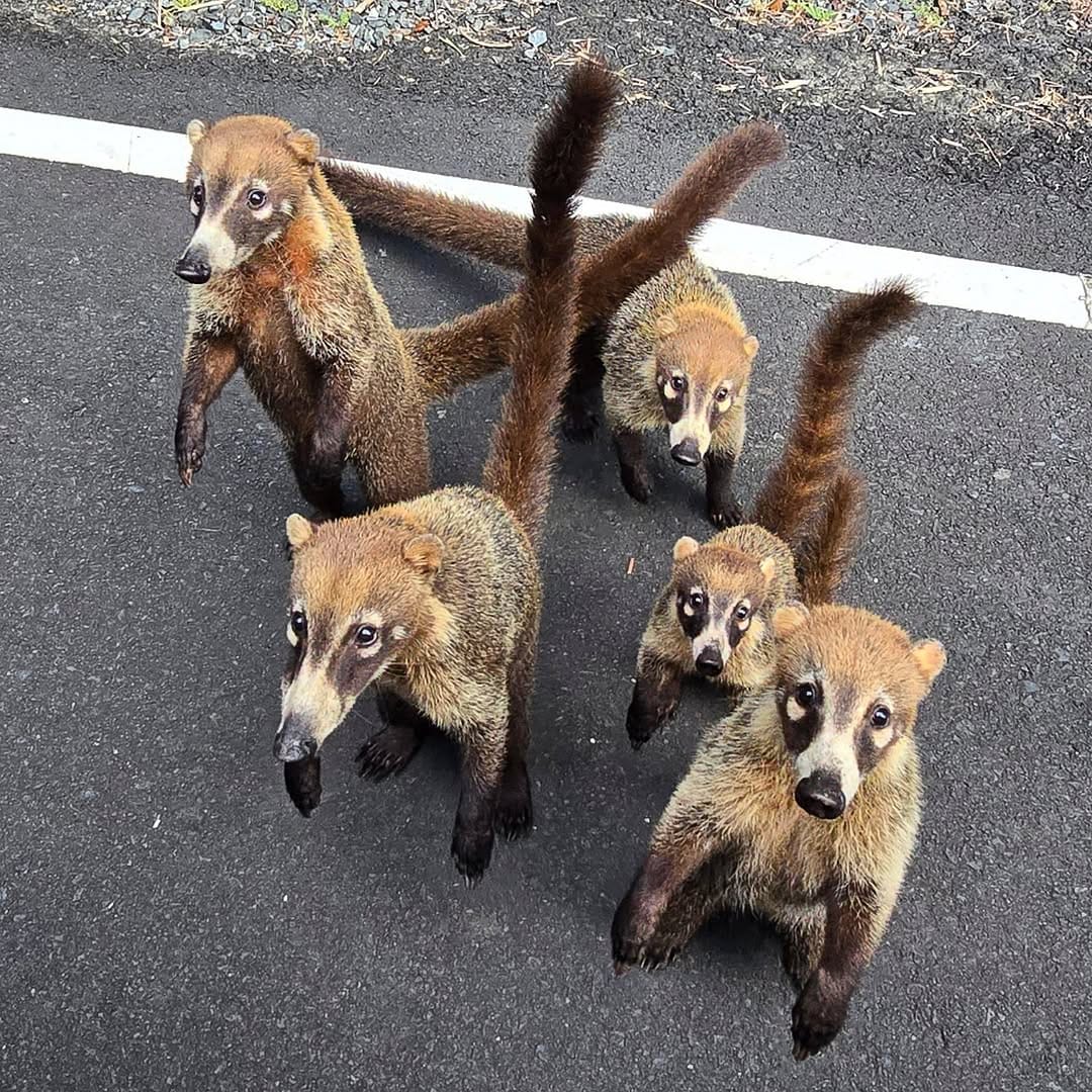 Post 2 by Jeff Batten on Instagram (image)