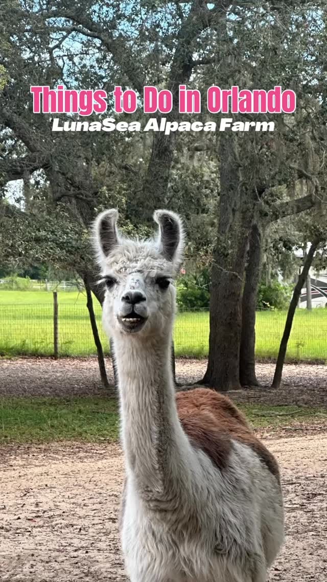 Post 8 by JENNA RODRIGUES | Orlando Food & Travel on Instagram (video)