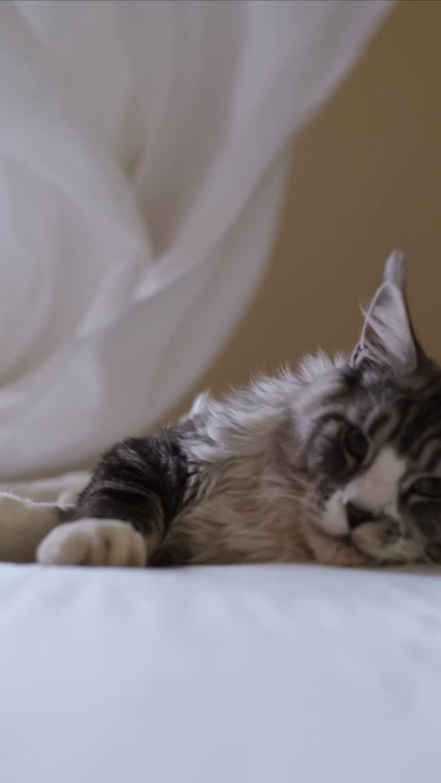 Post 6 by Victoria Wright on Instagram (video)