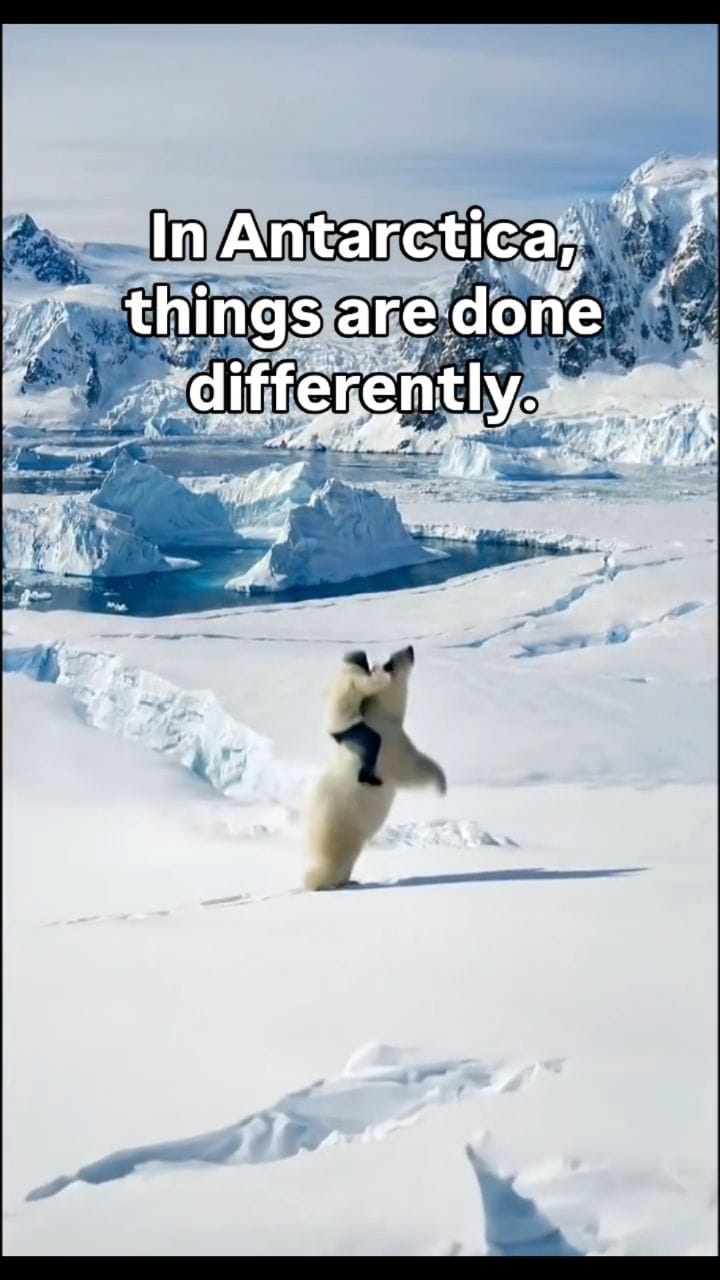 Post 5 by Felipe Serafim on Instagram (video)