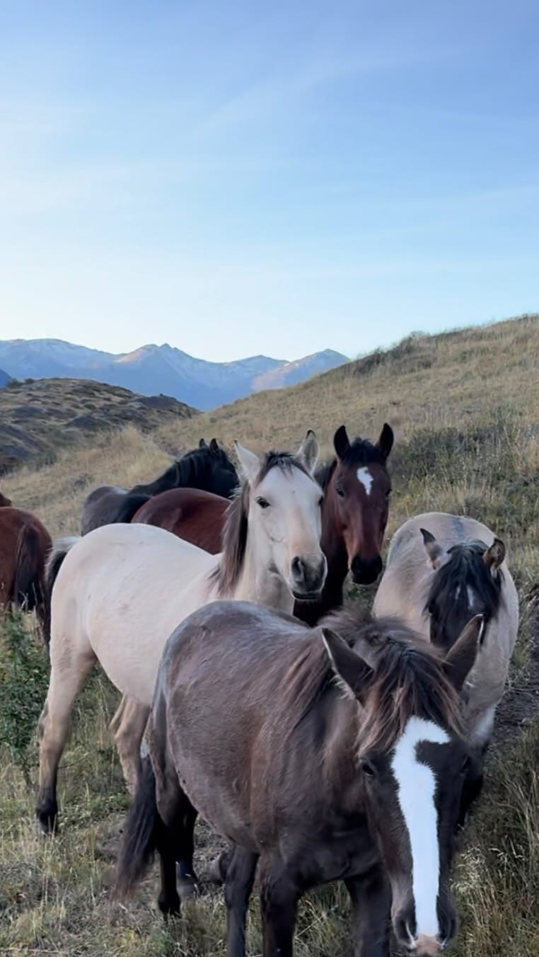 Post 6 by Ana ❀ Equestrian travel creator on Instagram (video)