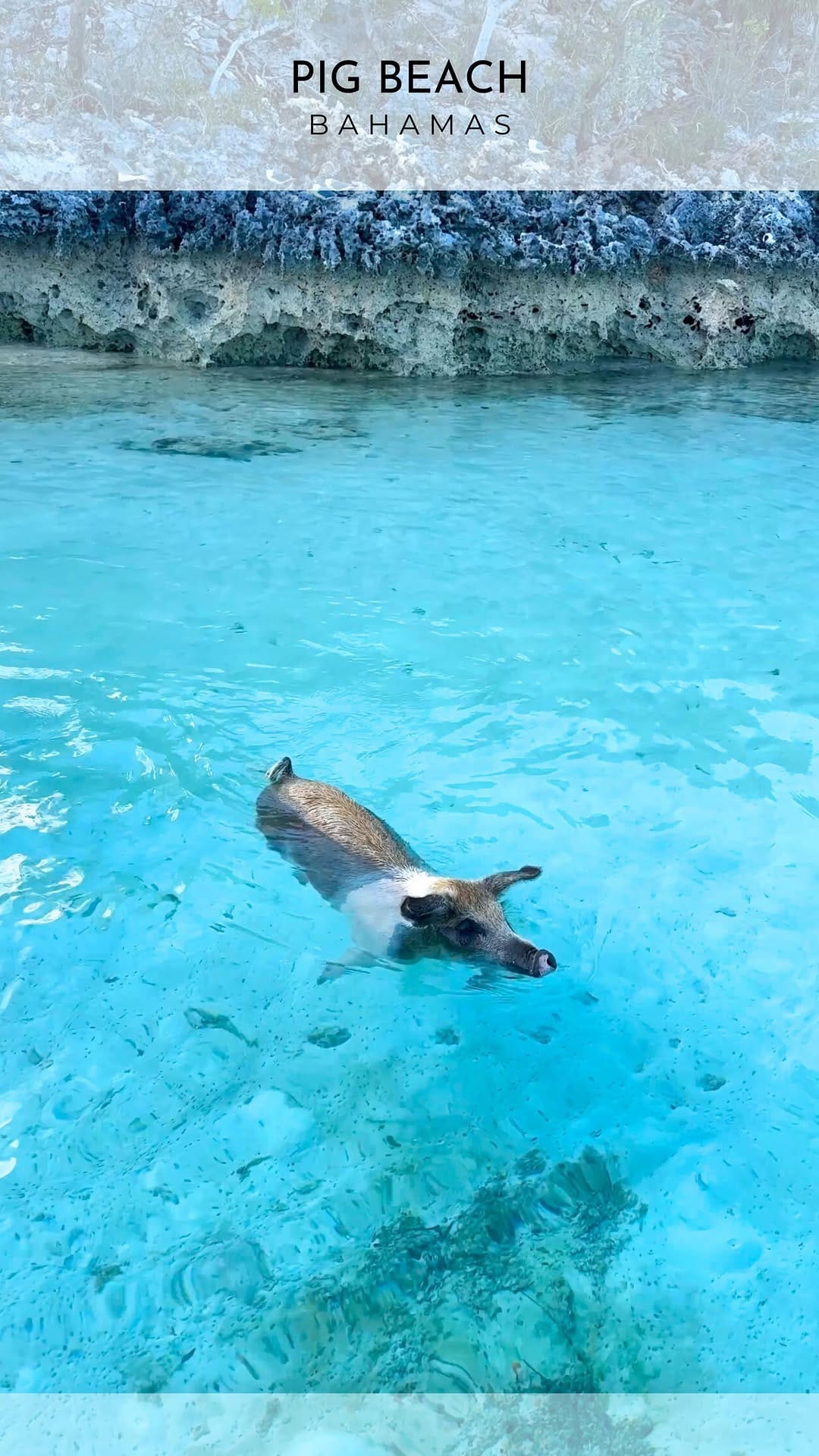 Post 9 by Ara Ayala | Travel & Food | FL on Instagram (video)
