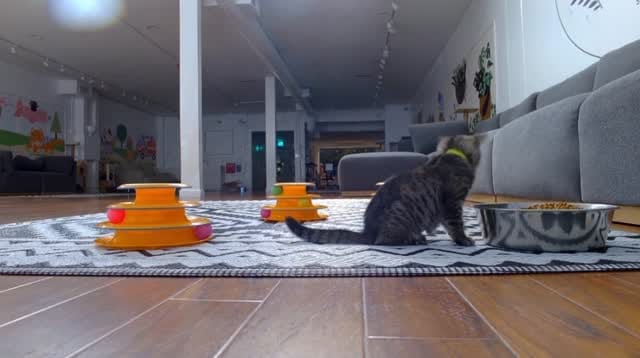 Post 1 by 🐕Lilo 🐕Infinity & 🐈Rosie on Instagram (video)