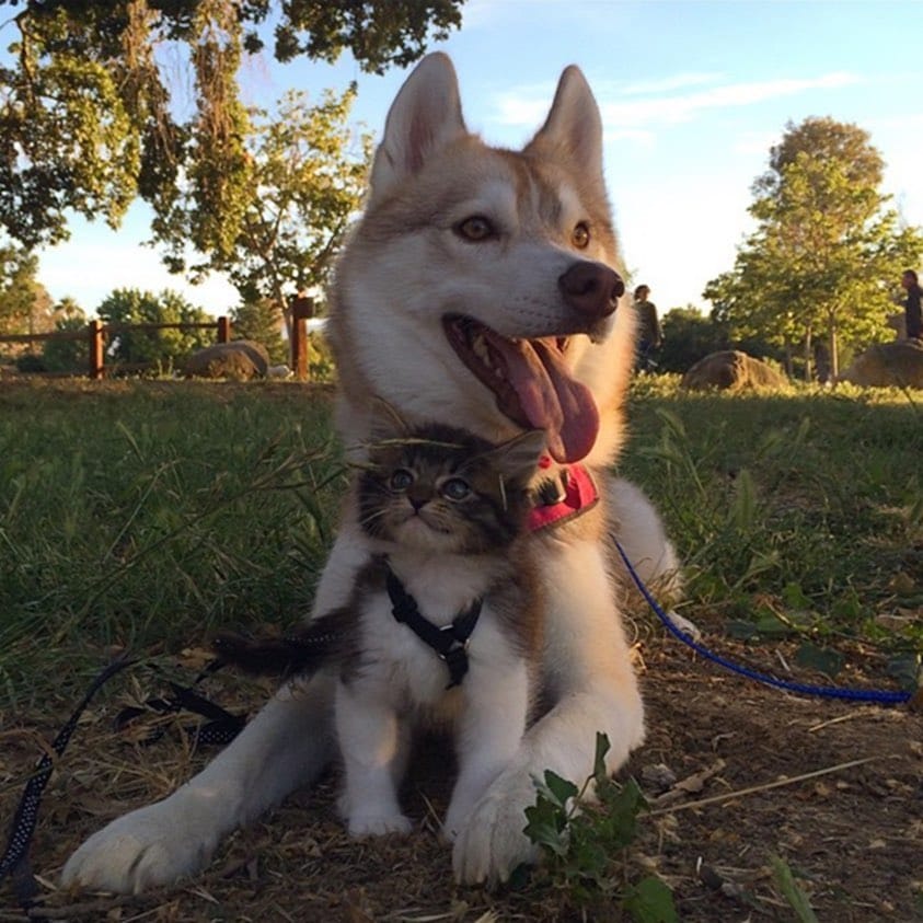 Post 10 by 🐕Lilo 🐕Infinity & 🐈Rosie on Instagram (carousel)