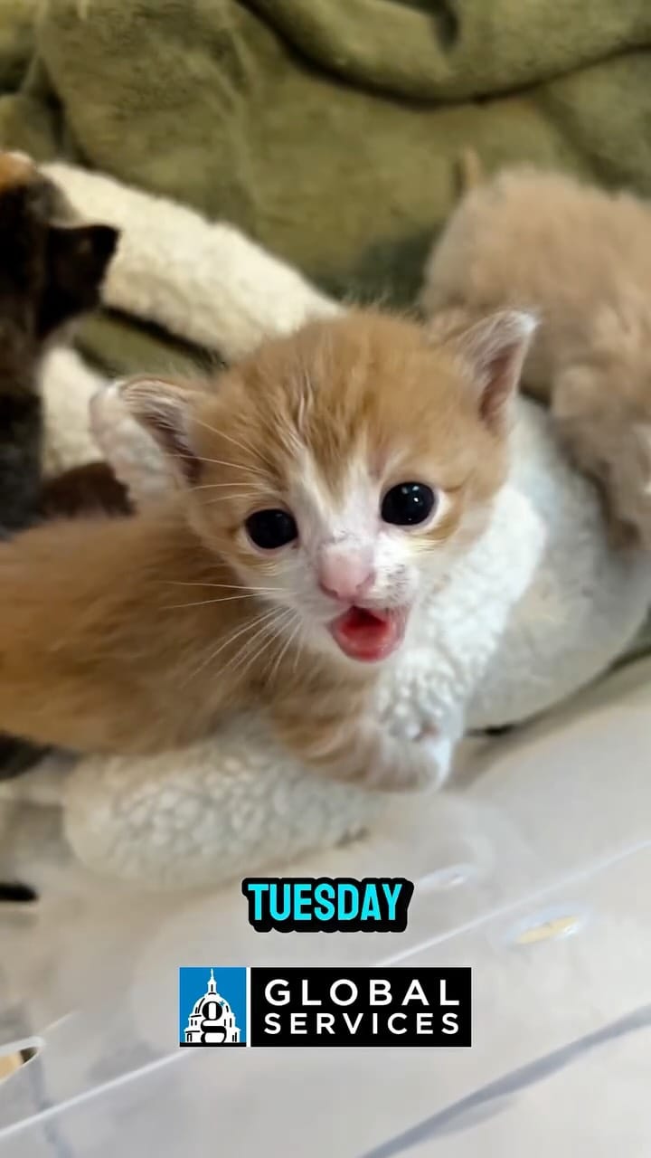 Post 7 by 🐕Lilo 🐕Infinity & 🐈Rosie on Instagram (video)