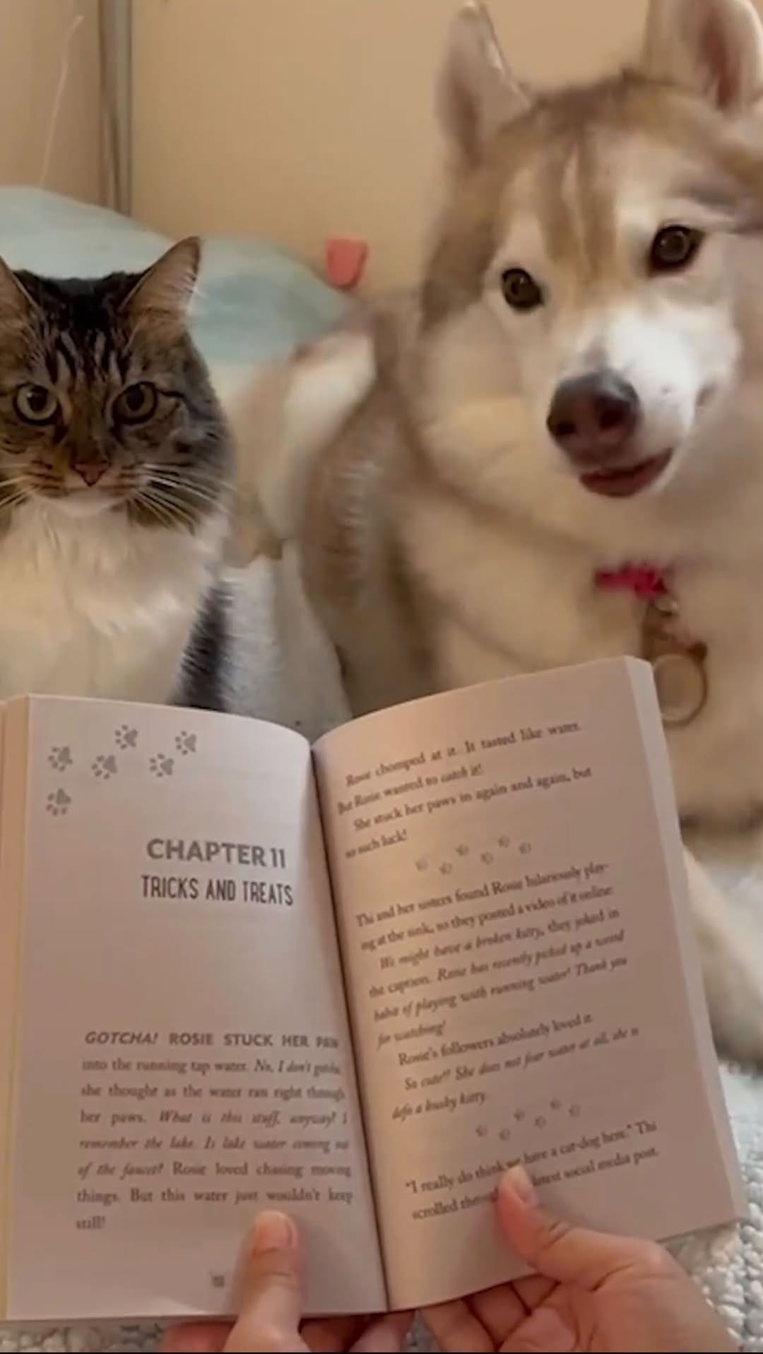 Post 9 by 🐕Lilo 🐕Infinity & 🐈Rosie on Instagram (video)