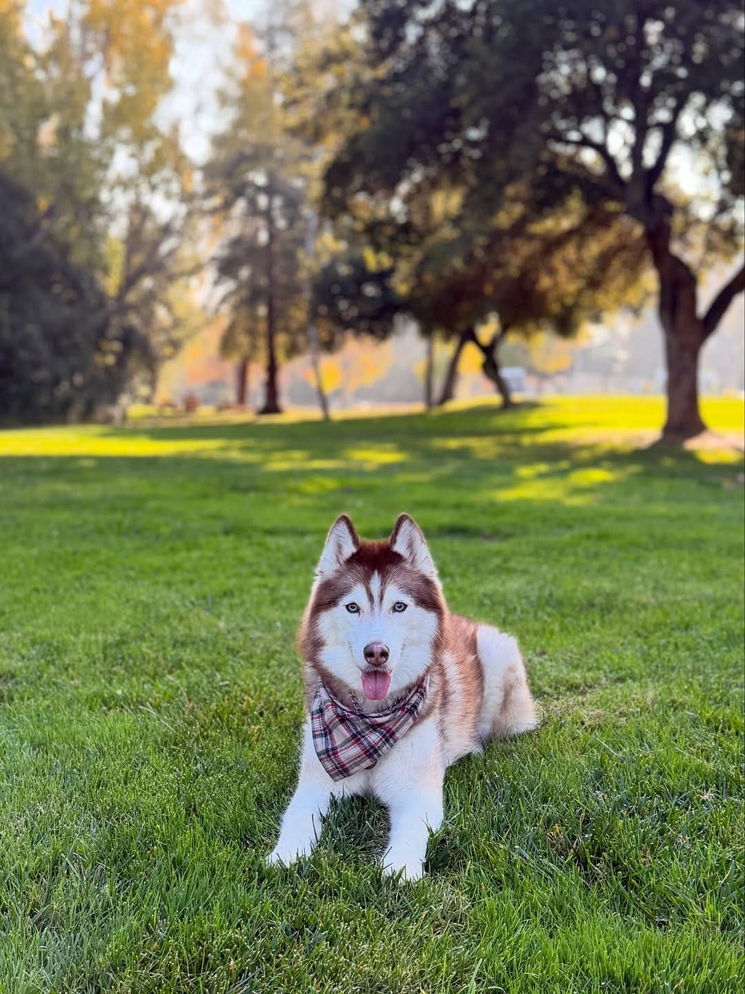 Post 3 by 🐕Lilo 🐕Infinity & 🐈Rosie on Instagram (carousel)