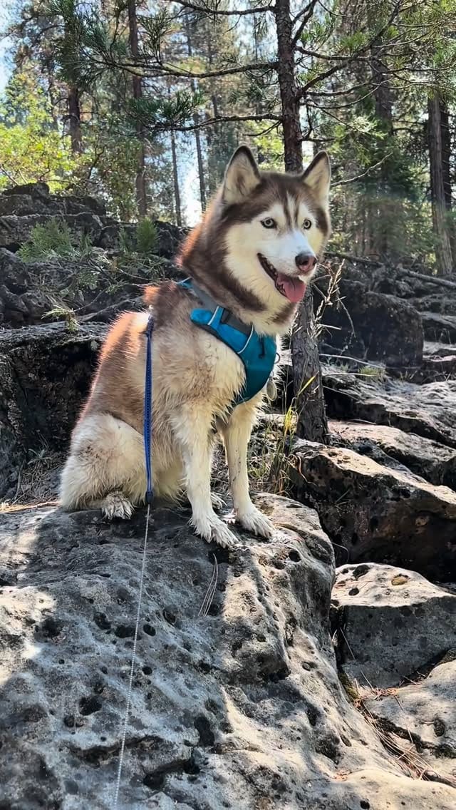 Post 2 by 🐕Lilo 🐕Infinity & 🐈Rosie on Instagram (video)