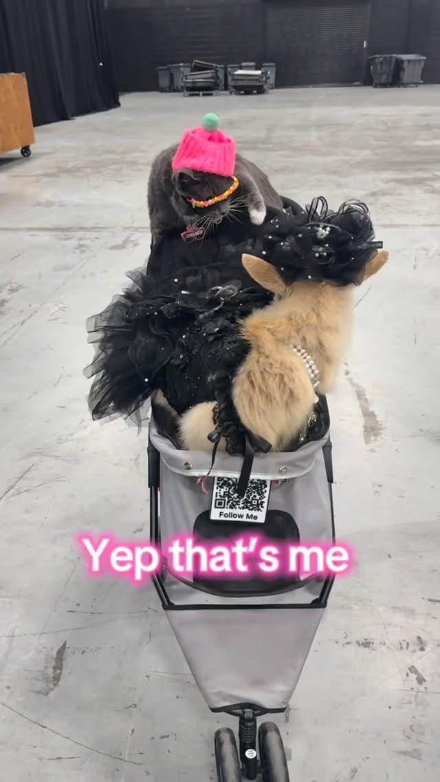Post 1 by SUNGLASSCAT LA 🏖 NYC🗽Detroit 🚗 on Instagram (video)