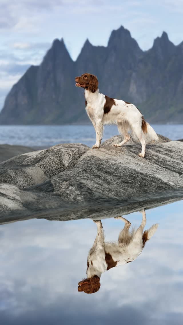Post 2 by Sarah DeRemer | Dog Photographer on Instagram (video)