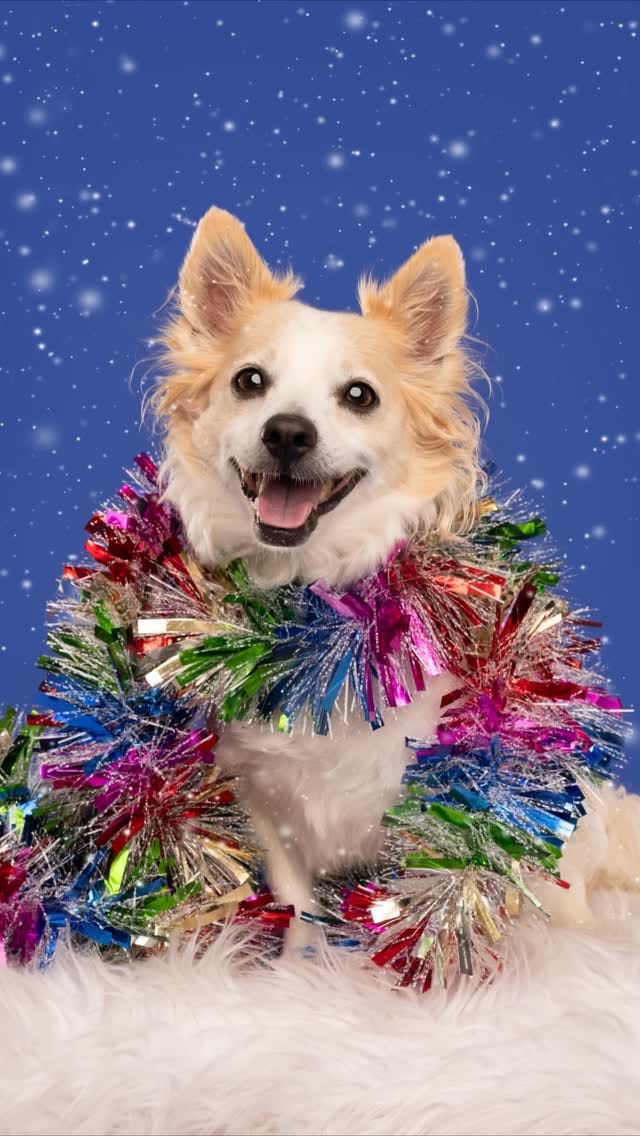 Post 10 by Sarah DeRemer | Dog Photographer on Instagram (video)
