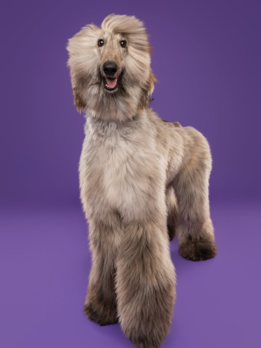 Post 9 by Sarah DeRemer | Dog Photographer on Instagram (image)