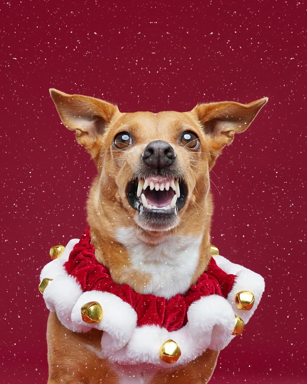 Post 5 by Sarah DeRemer | Dog Photographer on Instagram (image)
