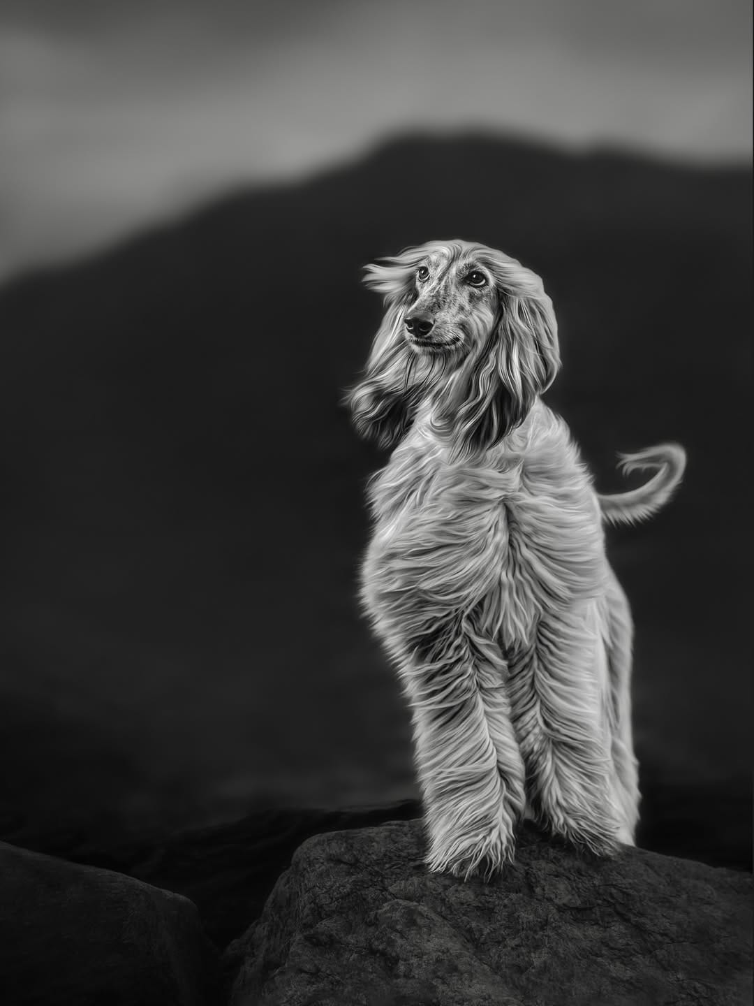Post 1 by Sarah DeRemer | Dog Photographer on Instagram (carousel)